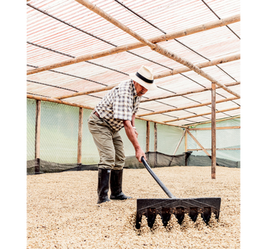 Mecca Coffee Decaf La Serrania Colombia Specialty Coffee Farmer Raking Dried Coffee Beans